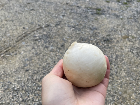 採れたての新鮮野菜を80サイズでお届けします。