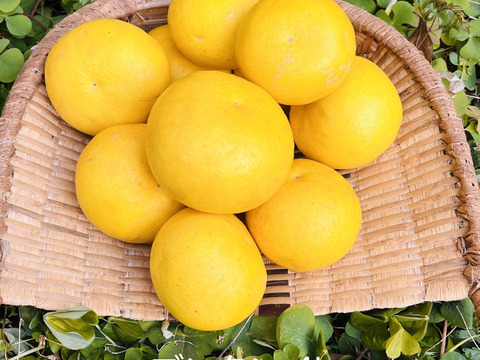 [自然栽培]淡路島産ブンタン(4kg)栽培期間中農薬不使用、肥料不使用