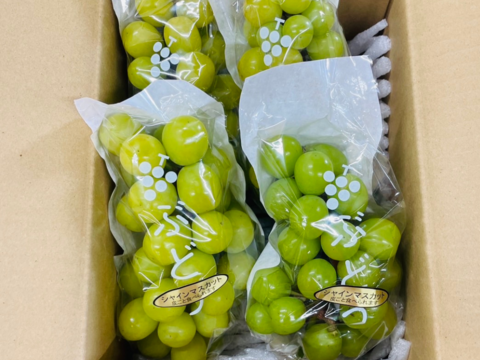 【夏ギフト】✨家庭用✨熊本県産甘熟シャインマスカット（約1.3㎏）【2〜4房】