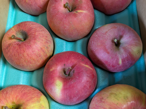 ゆっくり完熟！ 少し訳あり葉とらずサンフジ3キロ自家用