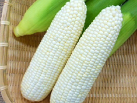 千葉県産　朝採り　白いトウモロコシ　ホワイトショコラ　10本　6月末出荷