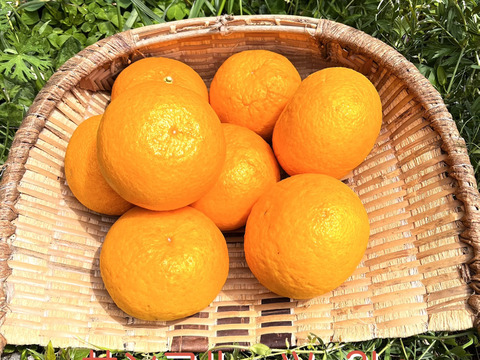 [自然栽培]サンフルーツ(3kg)栽培期間中農薬不使用、肥料不使用