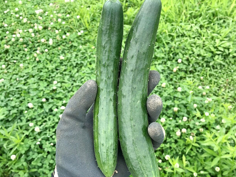 【自然栽培】固定種 ときわ地這胡瓜 2kg★農薬・肥料不使用｜きゅうり｜キュウリ