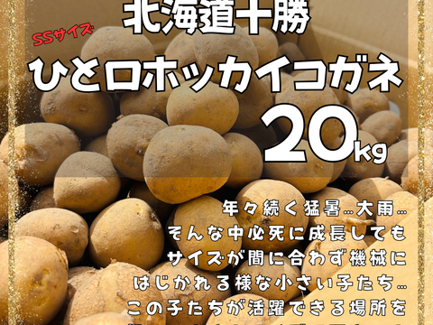 〜便利なチビじゃが！〜一流の味を兼ね備えた『雪夏稚くん』の一口ホッカイコガネ２０kg（直径３〜６cm）