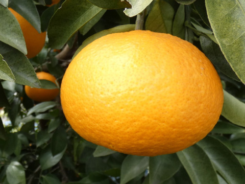 柑橘食べ比べ　せとか８個、はるか１３個、甘夏２個　合計５ｋｇ