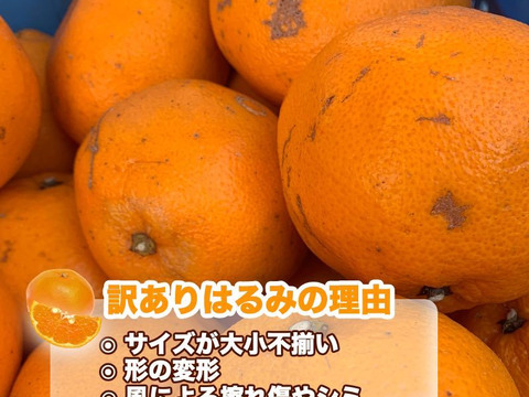 訳あり！！愛媛県産はるみ５kg入【箱込】