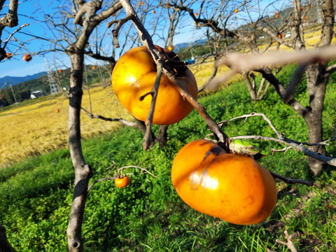 【朝市限定】訳あり　特別栽培次郎柿2.3kgと新米コシヒカリ1.8kg