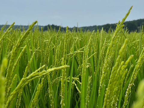 【新米】特別栽培米コシヒカリ（白米）2kg 　令和5年石川県産