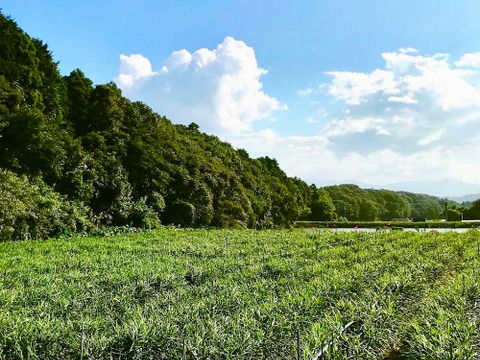 キリッと香りが良い！生姜0.5kg（糸島産・農薬＆化学肥料不使用）