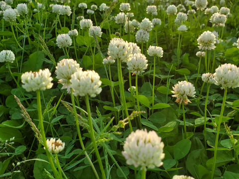 岩手県岩手県産 サニールージュ（種なし）2房入 BOX