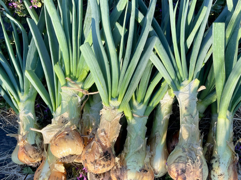 【期間限定】葉付き新玉ねぎ4kg 農薬・化学肥料不使用