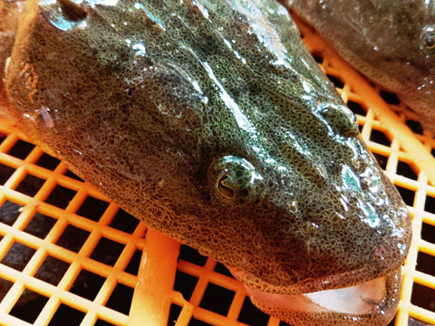 高級魚 活締めマゴチ大サイズ 1本 1 4kg以上品 刺し身に 7人前程度 真鯒 真ゴチ 刺身 活〆 お刺身 宮城県産 日にち指定は不可 宮城県産 食べチョク 農家 漁師の産直ネット通販 旬の食材を生産者直送 高級魚 活締めマゴチ大サイズ 1本 1 4kg以上品 刺し身に 7人前程度 真鯒 真ゴチ 刺身 活〆 お刺身 宮城県産 日にち指定は不可 宮城県産 食べチョク 農家 漁師の産直ネット通販 旬の食材を生産者直送