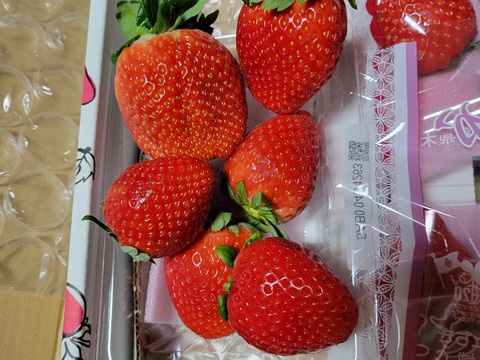 (4P)約1kg【いちご・とちあいか】実がしっかりして酸味が少なく甘さが際立つ新品種★「とちあいか」(４パックx260g) 栃木県産いちご●一番人気いちごセット●お届け日指定可