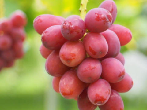 【1.5kgパック詰め】クイーンルージュ🍇種なし皮ごと食べられる大人気品種