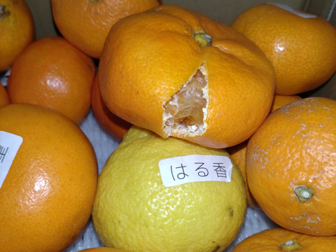 【低価格】めちゃ甘っ！食べ比べ！でも見た目にかなり難あり！味はピカイチ！見た目を気にされない方限定！品種ミックス！生産者と消費者をマッチング！ダブル応援みかん　訳あり　約2kg入【商品番号3001】