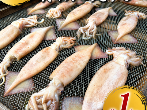 【訳あり】 真イカの丸干し 約１キロ　大中サイズ
