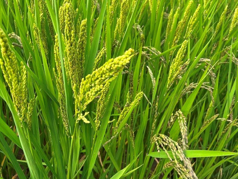 【農薬・肥料不使用】令和七年産　正信　白米