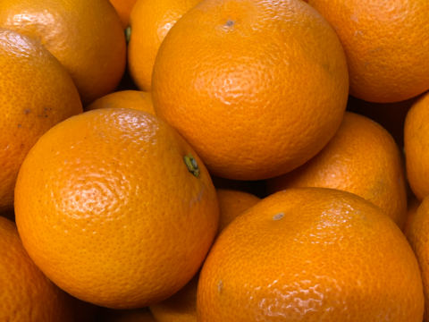 【紅】春に食べた八朔は、あなたの心を虜にする。【8kg】