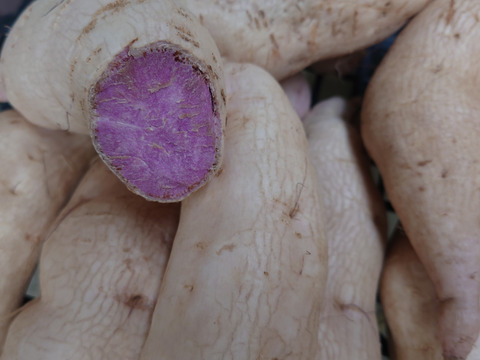 紫芋種子島紫２kg