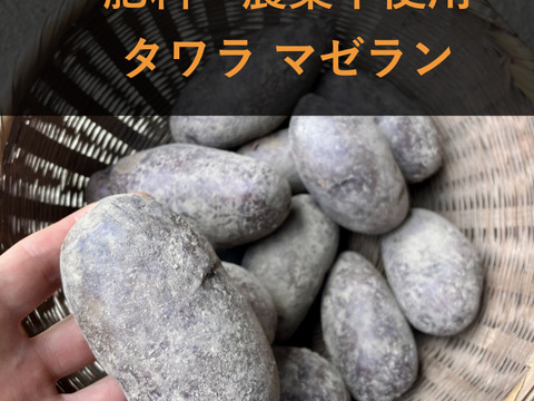 【肥料農薬不使用】自然栽培じゃがいも（タワラマゼラン）