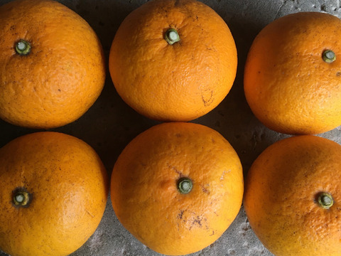 【旬の食べ比べ】自然栽培の甘夏と清見オレンジ   3kg(箱込)和歌山県産