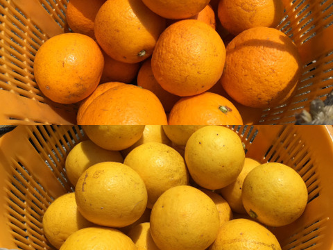 【農薬不使用】紅ニューサマー1kg&ニューサマー1kg