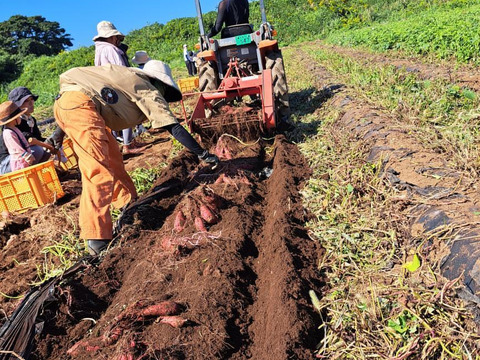 五島直送！潮風 × 火山灰土が育てたホクホクの島さつまいも『高系14号』５kg