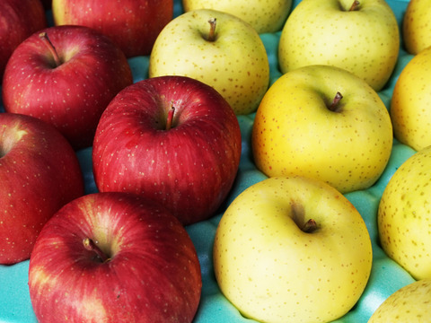 フレッシュ食感✨特別貯蔵の葉とらずふじと王林5kgセット キズなし贈答可　低農薬　特別栽培りんご りんご食べ比べ