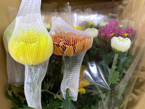 【年末年始限定】届いてそのまま飾れます！仏様用菊＋特殊マム3本お得セット！