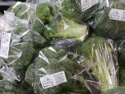 朝どれ ブロッコリー 約３Kg  ３Ｌサイズ ６個入り 収穫当日出荷