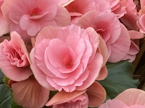 【贈答用】暑さに強い品種、夏におすすめ！エラチオールベゴニア【ベルセバライトピンク】５寸