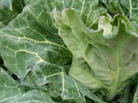 2023年冬【あったか冬野菜】お野菜詰合せセット(５～８品目)