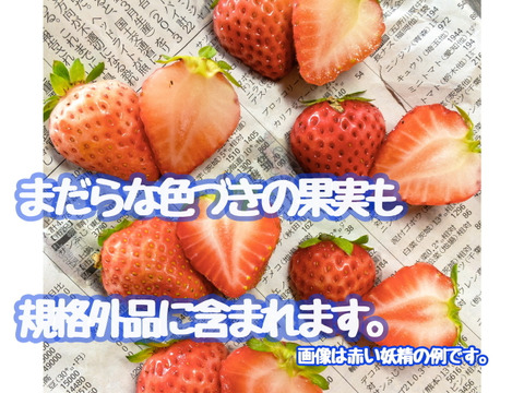 加工向けご家庭用小粒 夏秋いちご 内容量約１ 2キロ 青森県産 食べチョク 農家 漁師の産直ネット通販 旬の食材を生産者直送