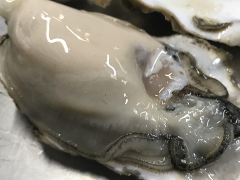 【生牡蠣】【生食用】S～Mサイズ 70個入り 5.5Kg 三重県産 殻付き 浦村かき（7～10人前）
牡蠣 カキ 貝類 海鮮 BBQ 歳暮 熨斗 忘年会 新年会 女子会 誕生日 母の日【冬ギフト】
