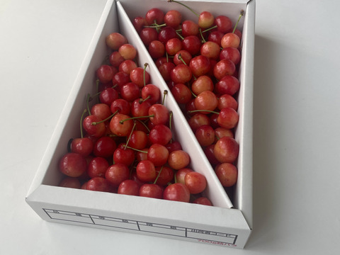 【やまがた紅王】家庭用グラデーションセット 🍒７００グラム🍒【Ｌサイズ以上】【訳あり】【さくらんぼ】