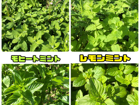 まもなく販売終了【農薬・化学肥料不使用栽培】お庭育ちのミントお楽しみ4種セット各50ｇ（クール便発送）