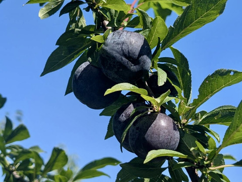 ゴロッとあまいバイオチェリー(1kg)