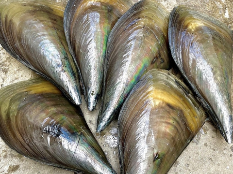 日間賀島産【天然 平貝（タイラギ）】
春が旬，貝柱，貝紐，玉｜刺身用・寿司ネタ・高級貝・産地直送|下処理済発送‼︎6枚