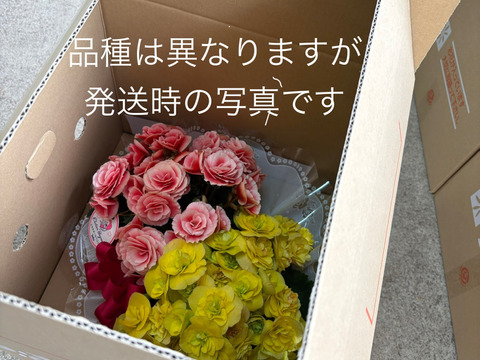 【贈答用】2鉢アソートは格別な贈り物になりますね。エラチオールベゴニア【バスケット２入】4.5寸