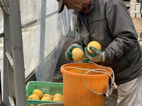 超訳あり１Ｋ＊小さめグレープフルーツ・さがんルビー
