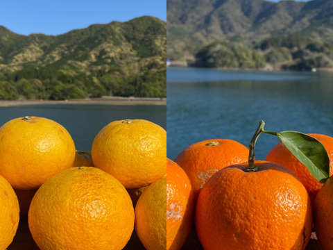 【柑橘食べ比べ】甘夏みかんと橙　ジャムやマーマレードなど！栽培期間中に農薬・化学肥料不使用　箱込み4kg