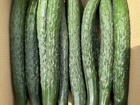 新鮮四葉きゅうり！4.8kg 長崎県産