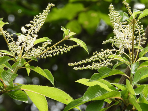 国産生はちみつ【ソヨゴ・リョウブ】300g
