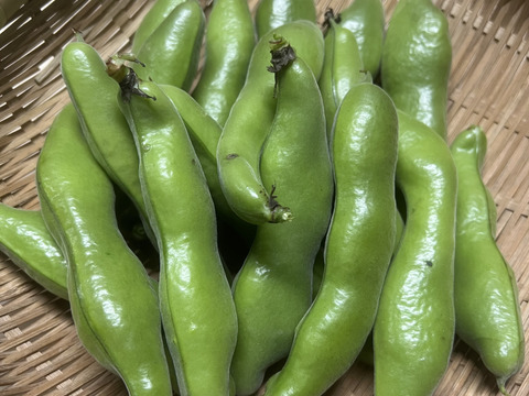 【予約販売・初夏限定】そら豆（京都産）2kg｜農薬・化学肥料不使用