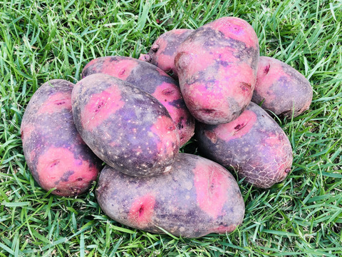 訳あり＊デストロイヤー2kg＊農薬化学肥料不使用