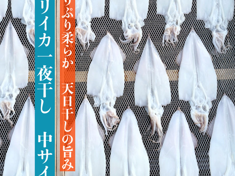 ぷりぷり★ヤリイカ一夜干し【中サイズ】