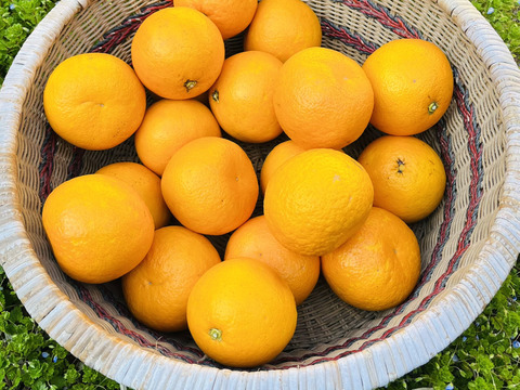 [自然栽培]ナルトオレンジ(5kg)栽培期間中農薬不使用、肥料不使用