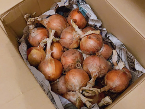 玉ねぎセット"農家の中でも『幻』の固定種！　　予約販売！毎年完売！本当に美味しい春じゃがいも！農薬不使用！美味しい野菜