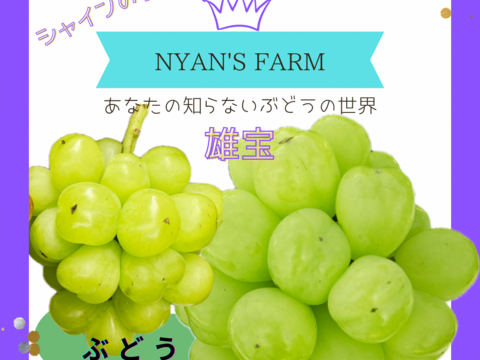 特別栽培ぶどう雄宝♡山形県産♡上品な甘さをお届け♡