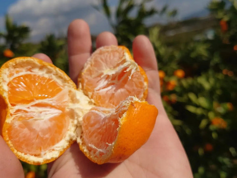 【今期ラストになります】
2キロ箱【小粒】
見た目より味が濃い♪
ヤミツキまーくん家のみかん